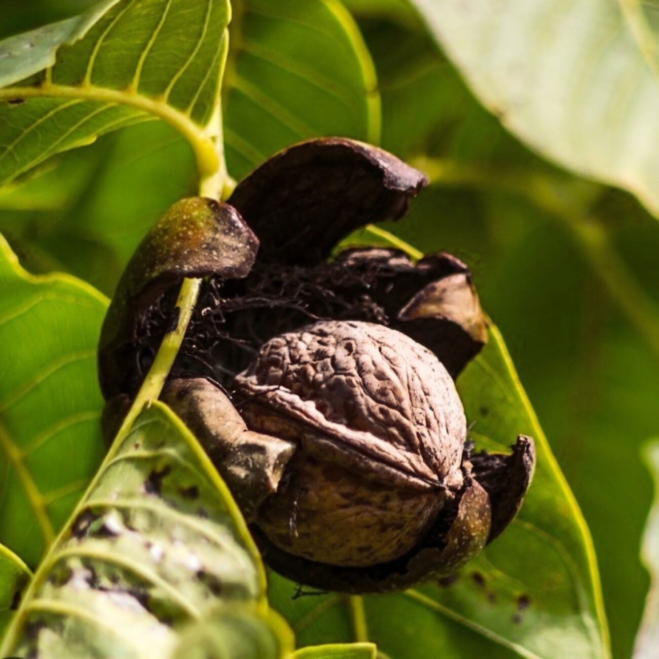 The Truffle Farm Online Store - The Truffle Farm
